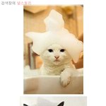 [널스토리] 목욕하는 고양이의 <b>위엄</b> 甲.jpg
