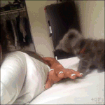 사랑스러운 고양이 <b>움짤</b> 모음