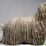 [반려견간식] 걸레개/코몬<b>도르</b>(코몬돌)