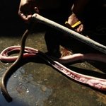 [<b>아리</b>] 인도네시아 뱀가죽가방 제작과정