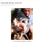 [<b>아리</b>] 남성 성기만 공격하는 물고기