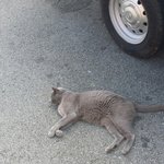 [EXO] 전기<b>장판</b>속에서나가기시른데