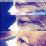 [널스토리] 저희집 개가 밤이 되면 <b>접신</b>을 해요