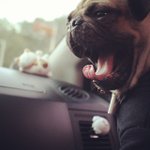 [마루네] 강아지들에게 꿀잠이란?[사진<b>대량</b>방출]