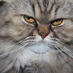 [<b>충이</b>묵이] 귀여웠던 <b>충이</b>의 아깽이 시절