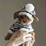 따뜻한 니트로 멋낸 반려<b>견들</b>