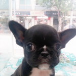 프렌치<b>불독</b> 너무 귀여워요 ^^한번 보세용 ~