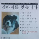 강동구 암사동 코카스파니엘 잃어버렸어 제발 한번만 봐줘 <b>노견</b>이라!!!