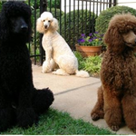 [반려견간식] 고준희,태연 강아지 / 푸들