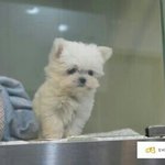 [EXO] 근데 타오는 진짜 <b>한국</b>에 눌러살 생각인가봐ㅋㅋㅋ