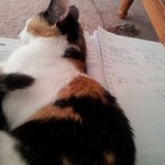 <b>집사들</b>이 시험을 망치는 이유