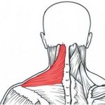 [이안] [스스로 건강챙기기] <b>목과</b> 어깨를 풀어봅시다!!