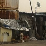 [평강공주] 초롱이(유진이)의 입양후기