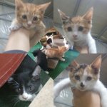 아기냥이 <b>집사</b>님 구해요!!