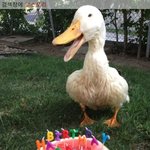 [널스토리] <b>애완</b>동물을 위해서 생일상을 채려주었다.jpg