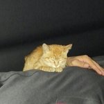 [짝귀용] 뱅갈 아구 동생 짝구