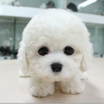 [반려견간식] 구하라 홍진영 강아지 / <b>비숑</b>프리제