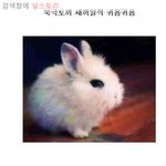 [널스토리] 북극에 사는 토끼의 <b>위엄</b> 甲.jpg