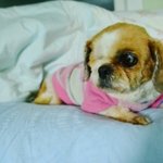 <b>번식</b>장에서 두 눈을 잃은 잔디