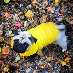 [마루네] 가을 <b>단풍놀이</b>-  가을냄새 가득