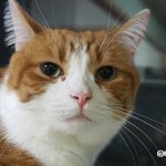 [유봉이네] 고양이 세마리와 지낸다는 것은?