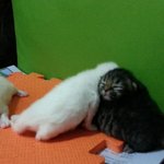 [동물] 꼬<b>무리</b>생후4주차. 아빠냥이~ 하늘에서 보고있지?