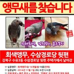 [도와주세요] <b>수유</b>3동 회색앵무 찾습니다