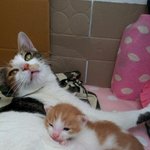 [은비] 사람에 의해 꼬리절단한 길냥이 은비와 다섯<b>꼬물</b>이들.