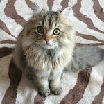 [<b>봉봉</b>이네] 페르시안 친칠라 <b>봉봉</b>이를 소개합니다