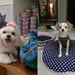 [<b>보들</b>밍마루] [<b>보들</b>밍크 이야기] 3. 본격 <b>보들</b>밍크마루 이야기의...