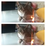 [랑이] 랑이 5번째 이야기.