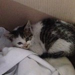 업둥이 가족구해요~~