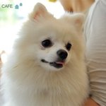 [콩이랑살기] 천방지축 콩이의 개춘기 보내기 :<b>d</b>