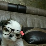 [강아지사랑] 아기강아지 시<b>츄</b> ○감자○를 소개합니다~^^