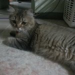 [<b>봉봉</b>이네] <b>봉봉</b>이를 소개합니다 두번째