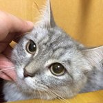 서울 광진구 군자동 일대 고양이 잃어버리신 분 !!!!!!꼭 봐주세요