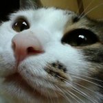 [새미판] *새미*집사*가 돌아왔어요