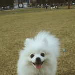 [두부네] 날아다니는 하얀두부