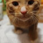 [충이묵이] 2년 째 썸만 타는 고양이들