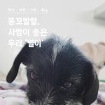 [유기견] [나주천사의집/<b>믹스</b>] 똥꼬발랄, 별이와 평생 함께 해주실...