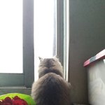 [<b>봉봉</b>이네] <b>봉봉</b>이를 소개합니다 세번째