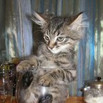 고양이 액<b>체설</b> 의혹의 사진들