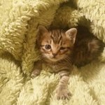 [건빵이] 건빵 3개와 버려진 아기고양이 3편