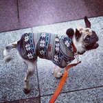 [마루네] 목줄착용 이 없는 이유~!!(오해 풀어요)