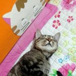 [뱅갈] 고니 vs <b>아귀</b>