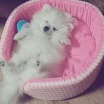 [두부네] 두부가 자는법