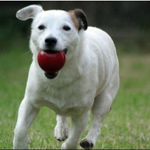 [반려견간식] 강아지 <b>복종</b>훈련 no.2 / 주의사항