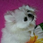 사납다는 이유로 버려졌던 우리 루비