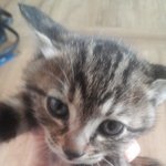 길냥이인데....<b>종이</b>뭐지....걍도둑고양이???