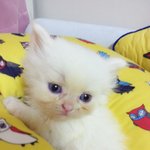 너란묘 매력있다ㅎㅎ